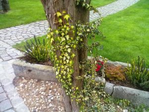 Hedera helix 'Goldheard'- břečťan popínavý