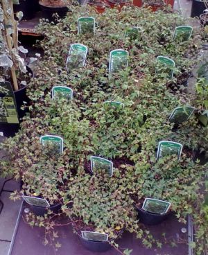 Hedera helix 'Miniat. Needlepoint' - břečťan popínavý