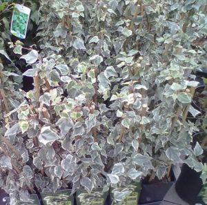 Hedera helix 'Little Diamond'- břečťan popínavý