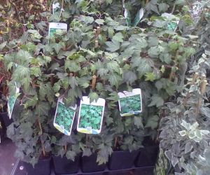Hedera helix 'Green Ripple'- břečťan popínavý