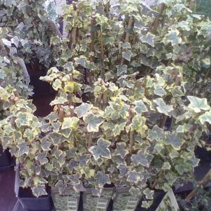 Hedera helix 'Golden Kolibri'- břečťan popínavý