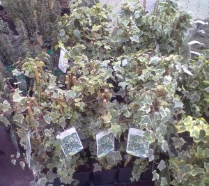 Hedera helix 'Eva'- břečťan popínavý