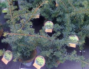 Taxus baccata ´Summergold´ - tis červený