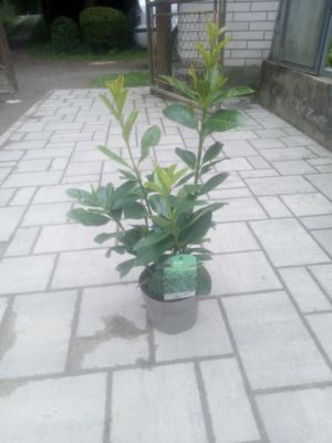 Prunus laurocerasus ´Novita´ - bobkovišeň lékařská