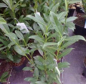 Prunus laurocerasus ´Caucasica´ - bobkovišeň lékařská