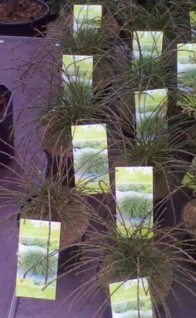 Thuja plicata 'Whipcord' - zerav řasnatý