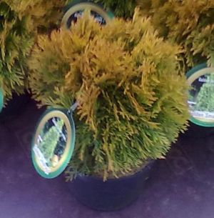 Thuja occidentalis 'Golden smaragd' - zarav západní