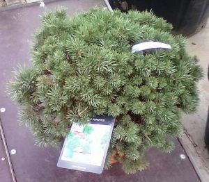 Pinus sylvestris 'Beuvronensis' - borovice lesní