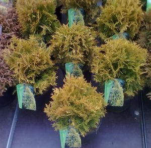Thuja occidentalis 'Jantar' - zerav západní 