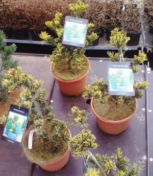 Pinus parviflora 'Fukai' - borovice malokvětá
