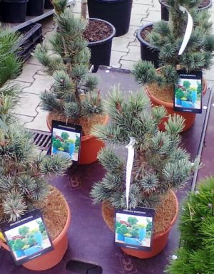 Pinus pumila 'Glauca' - borovice zakrslá