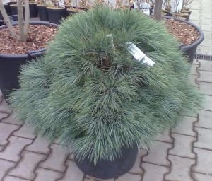Pinus strobus 'Blue shag' - borovice vejmutovka