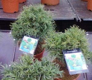 Pinus strobus 'Green curls' - borovice vejmutovka