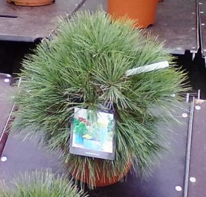 Pinus strobus 'Minima' - borovice vejmutovka