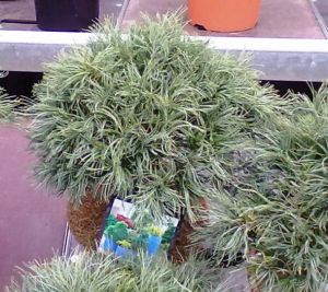 Pinus strobus 'Tiny curls' - borovice vejmutovka