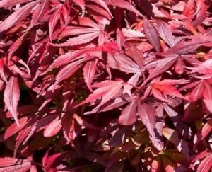 Acer palmatum ´Atropurpureum´ - javor dlanitolistý 