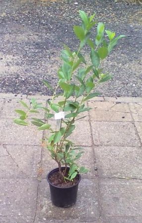 Aronia melanocarpa ´Hugin´ - jeřáb černý 