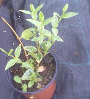 Vinca minor 'Variegata' - barvínek menší