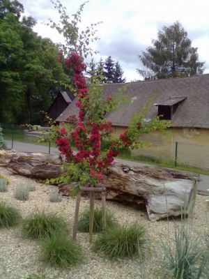 Crataegus laevigata  'Pauls Scarlet' - hloh obecný