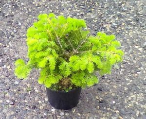Abies alba ´Compacta´ - jedle bělokorá