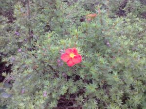 Potentilla fruticosa ´Red Ice´ - mochna křovitá