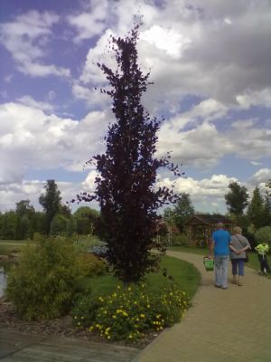 Fagus sylvatica ´Red Obelisk´ - buk lesní 