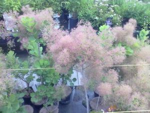 Cotinus coggygria ´Young Lady´ - ruj vlasatá