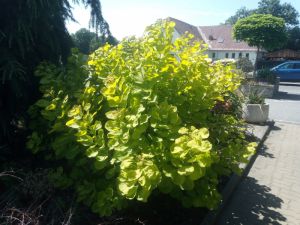 Cotinus coggygria ´Golden Spirit´ - ruj vlasatá