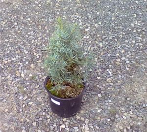 Abies concolor 'Archer's Dwarf' - jedle ojíněná