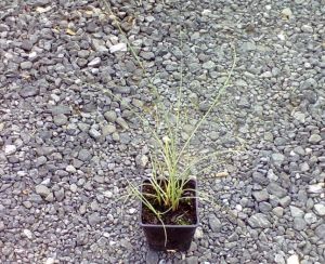 Miscanthus sinensis Mordigen Light - ozdobnice čínská