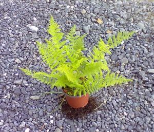 Matteuccia struthiopteris - pérovník pštrosí