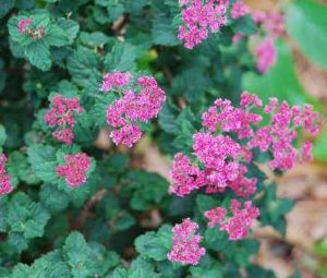 Spiraea japonica var. Bullata - tavolník japonský 