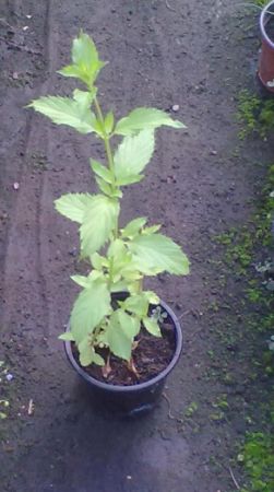 Mentha piperita 'Citrata Swiss' - máta peprná