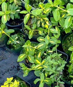 Euonymus fortunei 'Sunspot' - brslen Fortunův