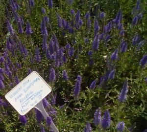 Veronica spicata 'Nana Blauteppich' - rozrazil klasnatý