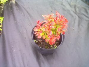 Berberis thunbergii 'Admiration' - dřišťál Thunbergův