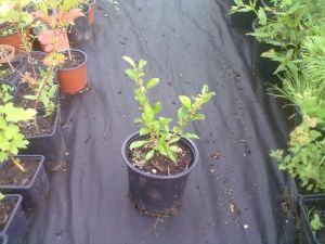 Chaenomeles x superba ´Cardinalis´ - kdoulovec nádherný