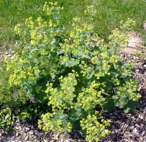 Alchemilla mollis - Kontryhel měkký