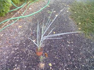 Leymus racemosus 'Glaucus' - ječmenice písečná