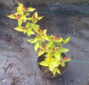 Weigela florida 'Briant Rubidor' - vajgélie květnatá