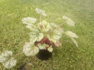 Heuchera hybrida 'Green Spice' - dlužicha