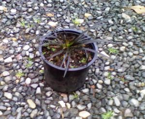 Ophiopogon planiscapus niger - černý sedoulek