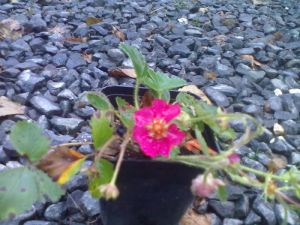 Fragaria anananssa 'Ariba Deep Rose' - jahodník 