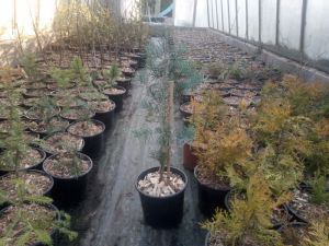 Abies concolor ´Compacta´ - jedle ojíněná
