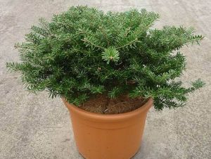 Abies koreana ´Green Carpet´ - jedle korejská 