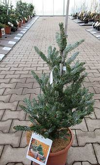 Abies koreana ´Horstmann´s Silberlocke´ - jedle korejská 