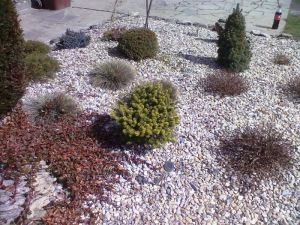 Abies koreana ´Luminetta´ - jedle korejská 