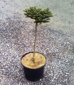 Abies koreana ´Oberon´ - jedle korejská 