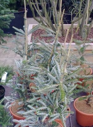 Abies koreana ´Silberlocke´ - jedle korejská