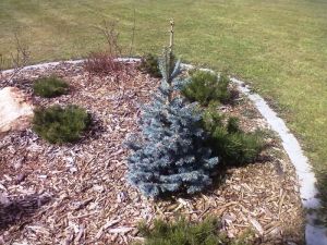 Abies lasiocarpa ´Argentea´ -  jedle plstnoplodá, jedle subalpinská 
